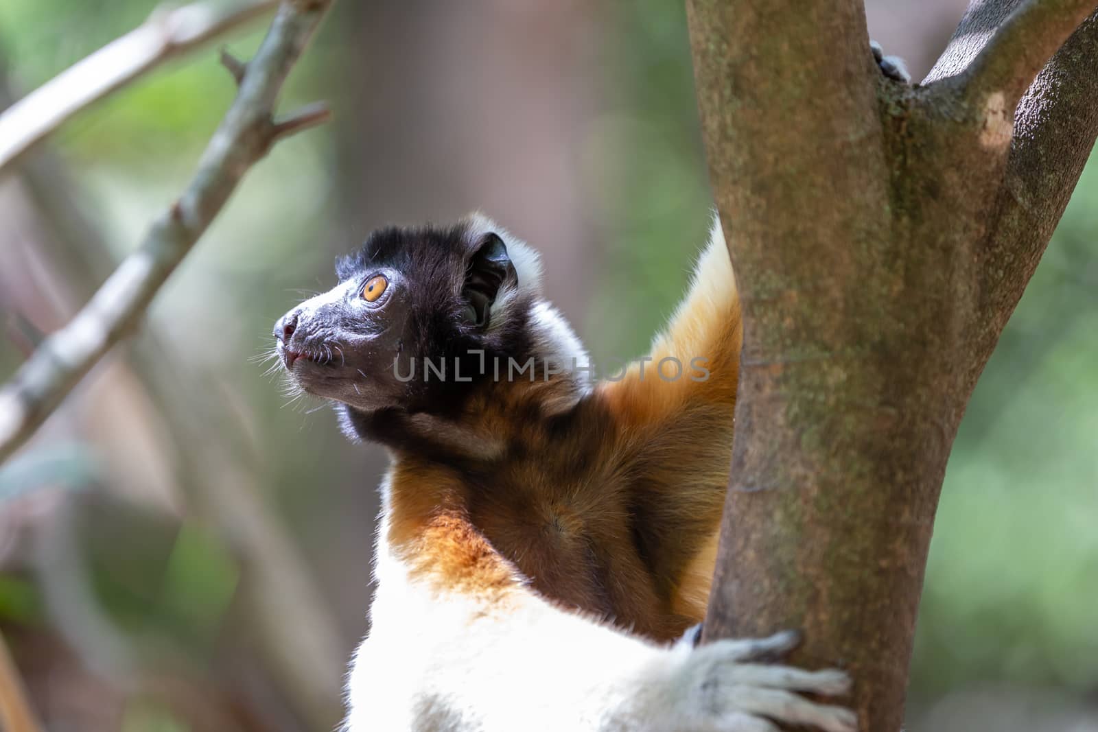 One Sifaka lemur that has made itself comfortable in the treetop