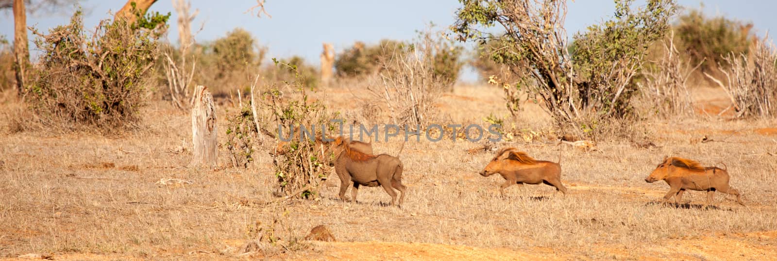 Wild boar running through the savannah of Kenya