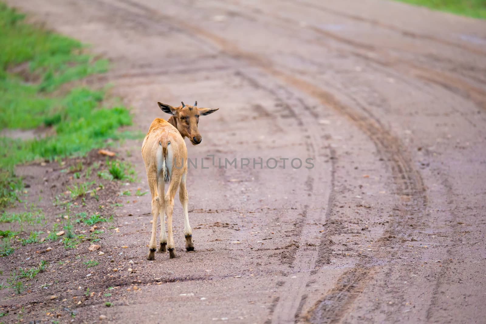 A Topi antelope in the grassland of Kenya's savannah