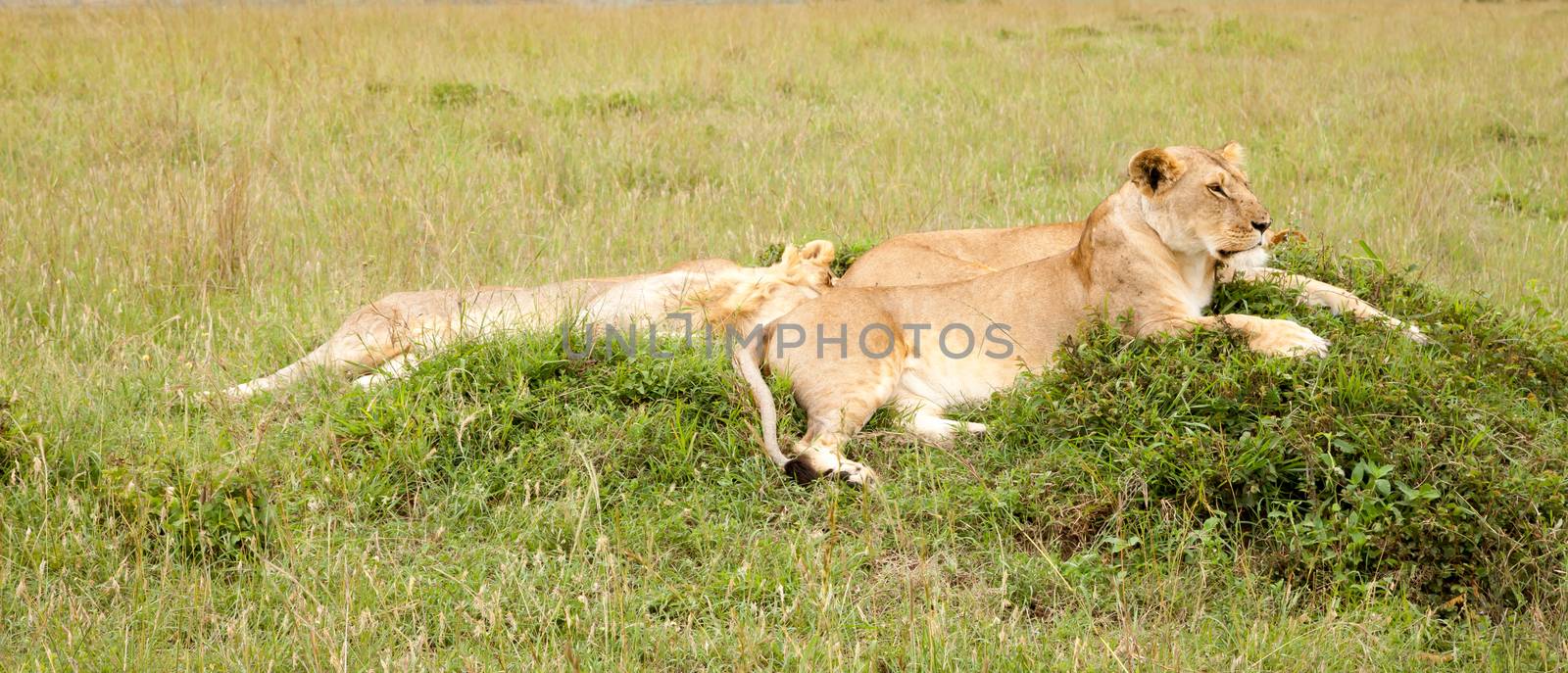 One lion family rests on a hill