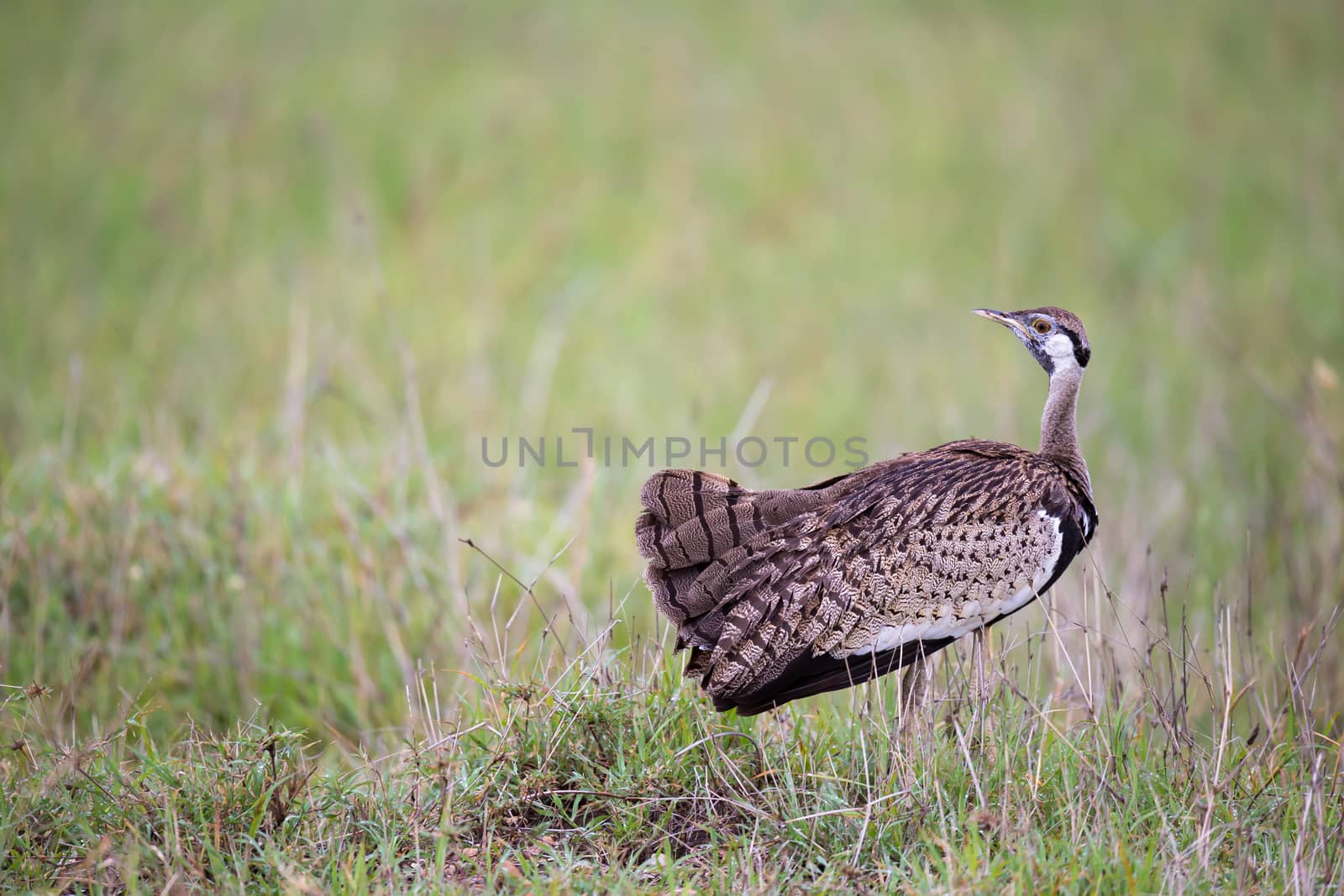 One indigenous gray bird is standing in the grass and looking