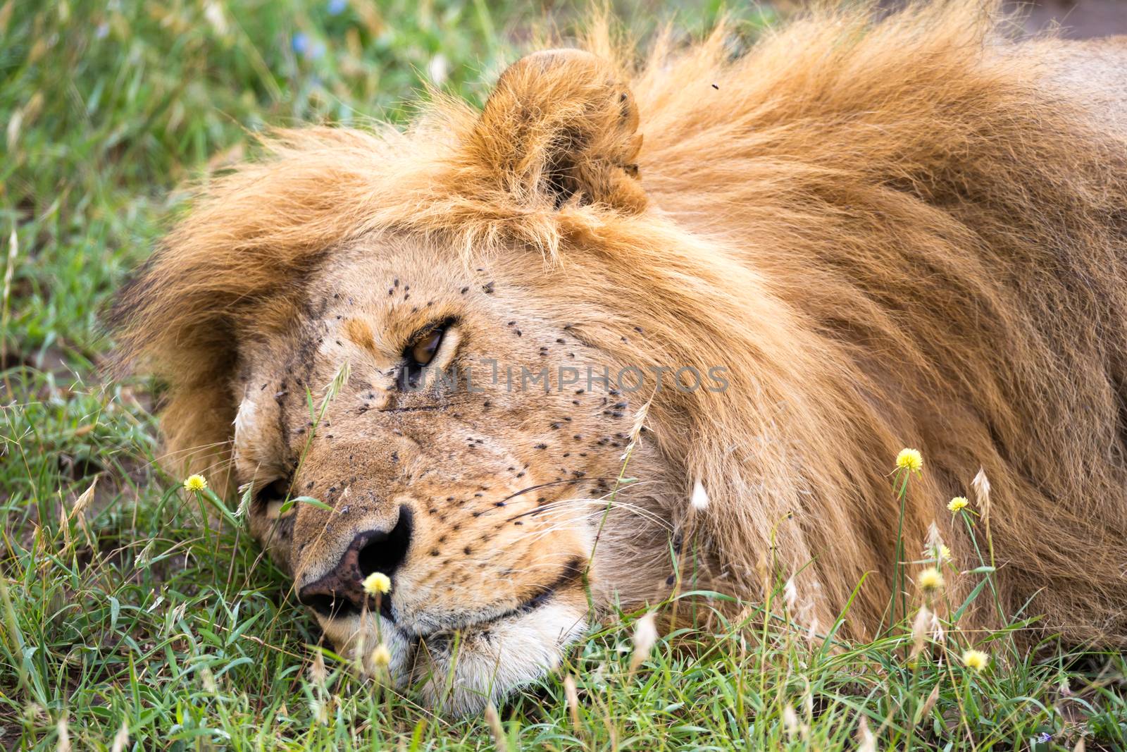 One big lion sleeps in the grass of the Kenyan savannah