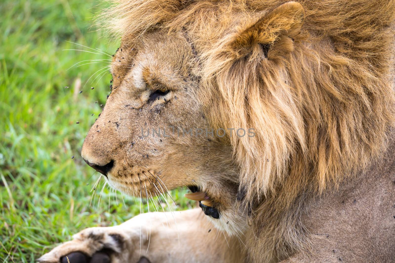 The close-up of the face of a lion in the savannah of Kenya