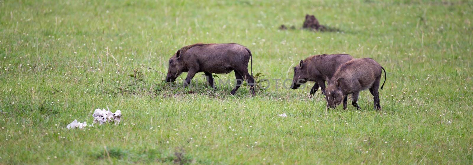 Some Warthogs are grazing in the savannah of Kenya