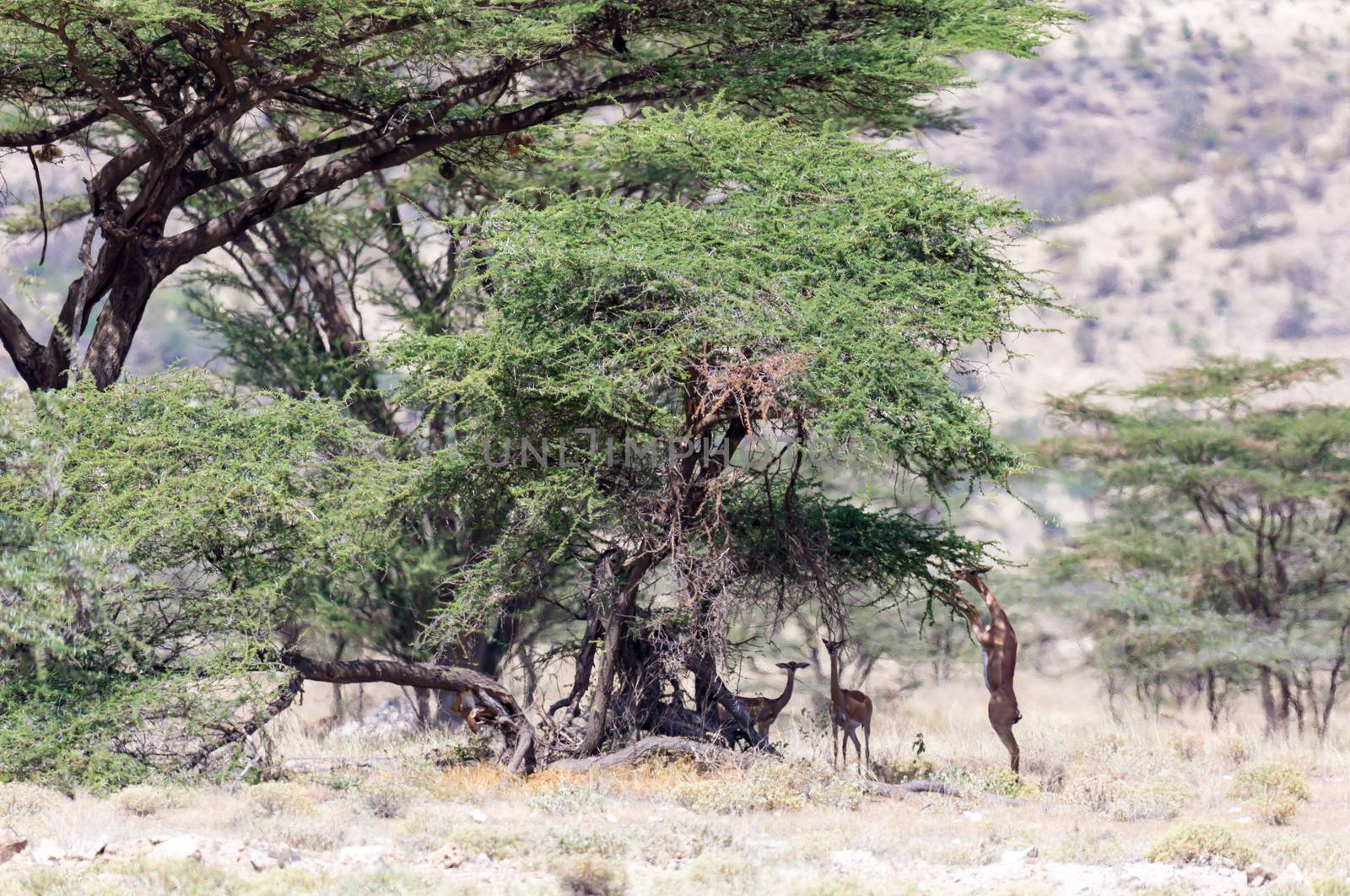 The gerenuk in the kenyan savanna looking for food