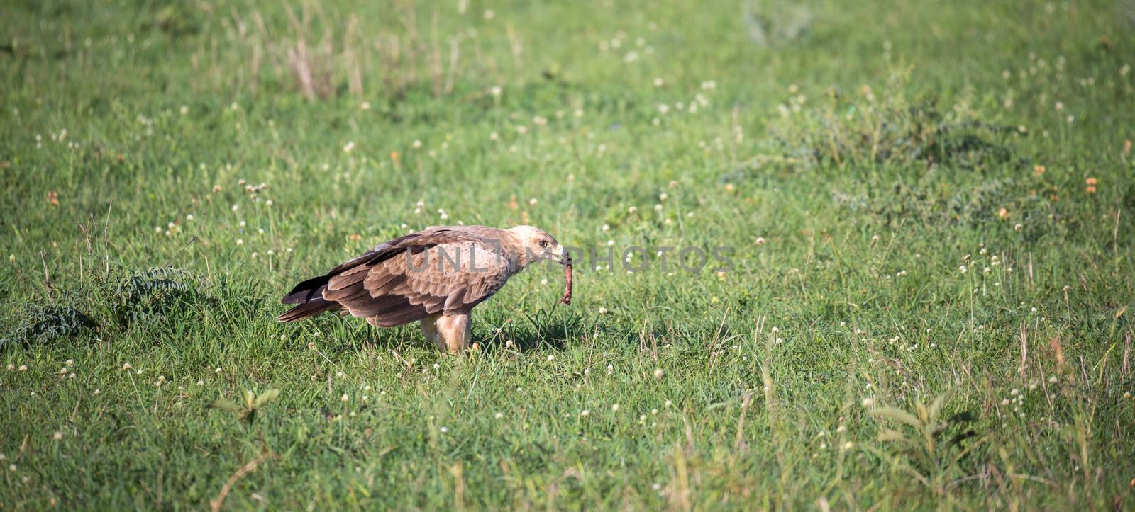 The eagle in the middle of the grassland in a meadow