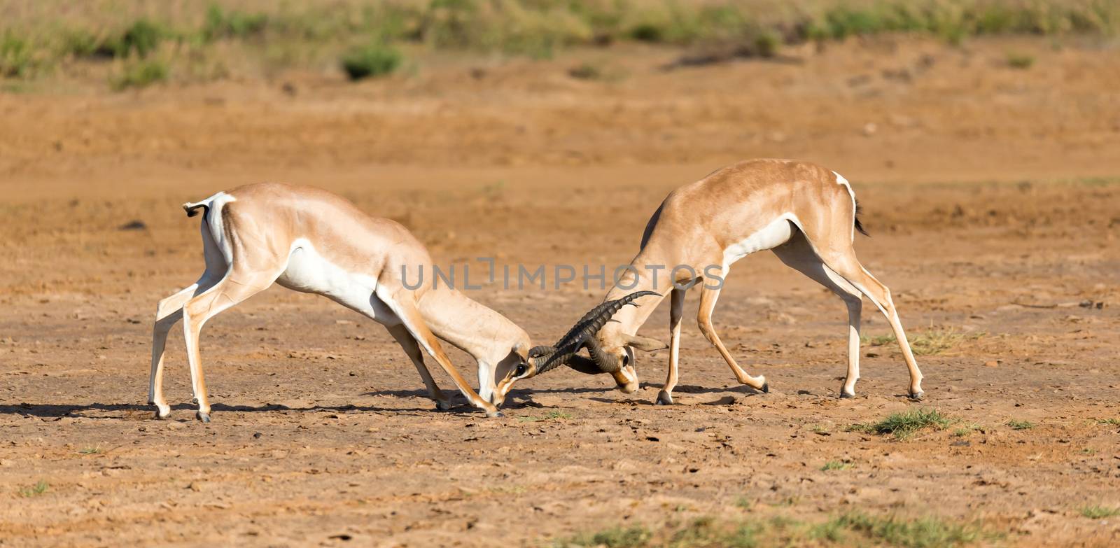 The battle of two Grant Gazelles in the savannah of Kenya