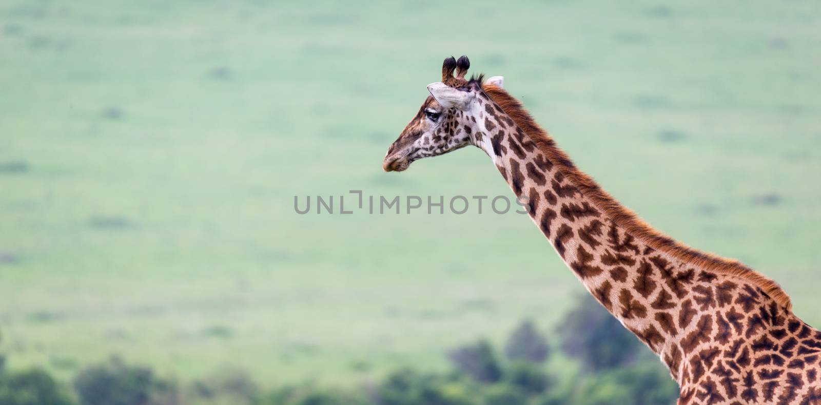 A Masai giraffe in the Kenyan savanna on a meadow