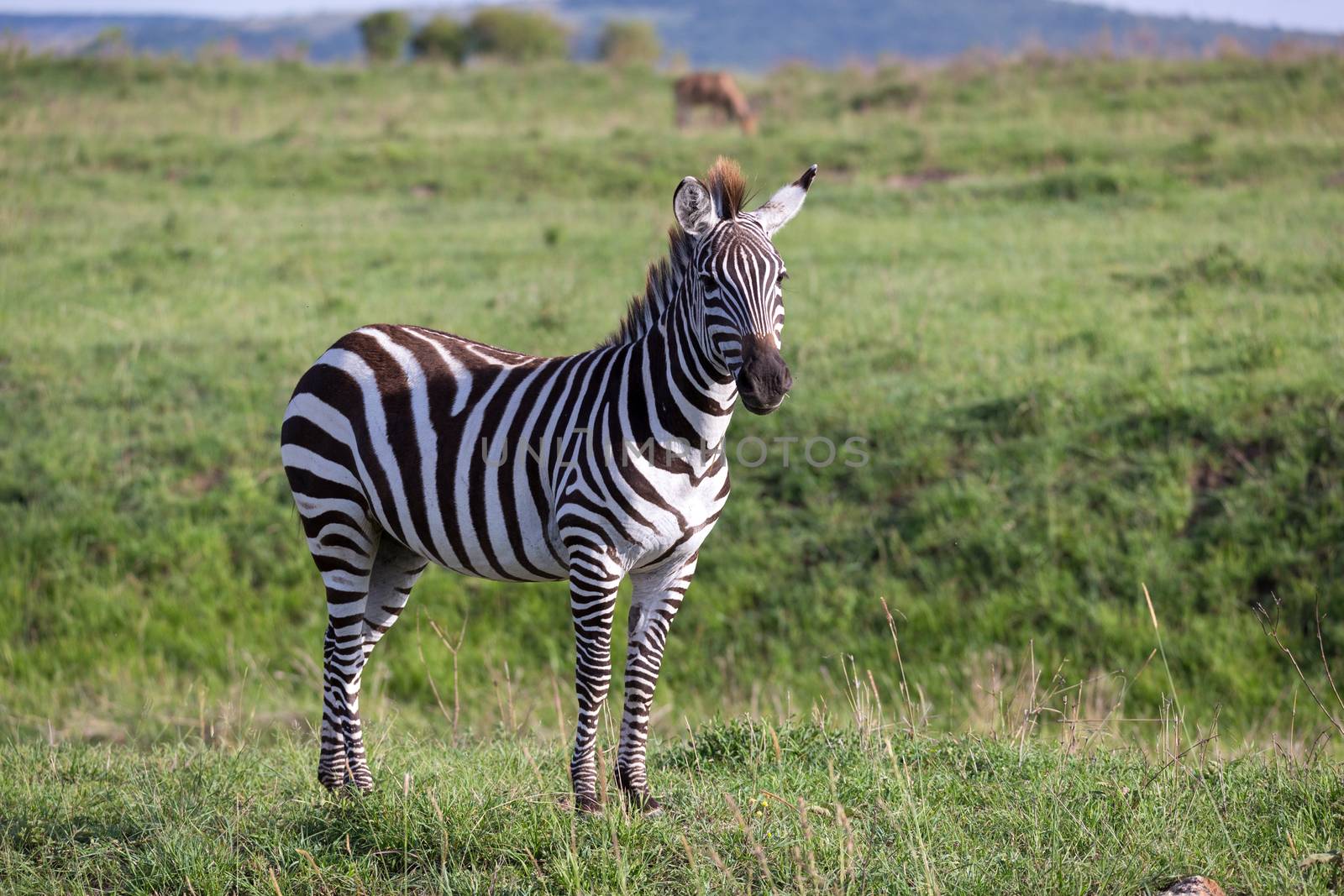 One zebra in the green landscape of a national park in Kenya