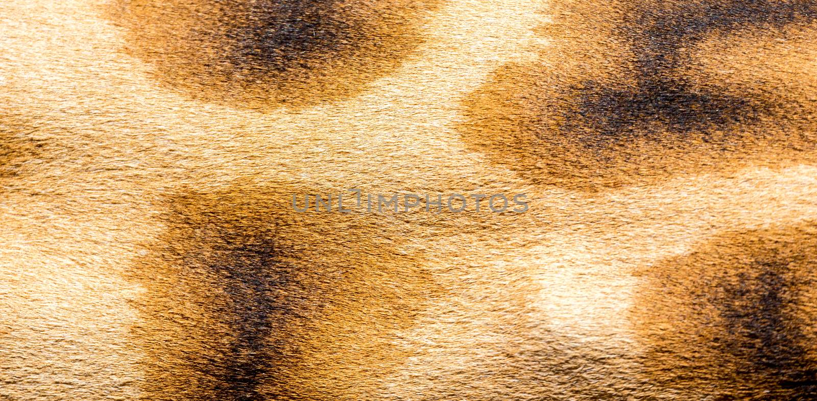The fur of a giraffe in close-up by 25ehaag6
