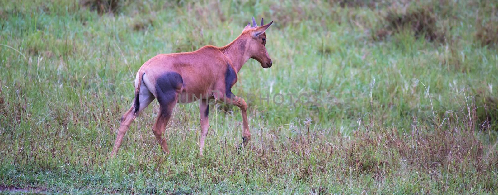 A Topi antelope in the grassland of Kenya's savannah