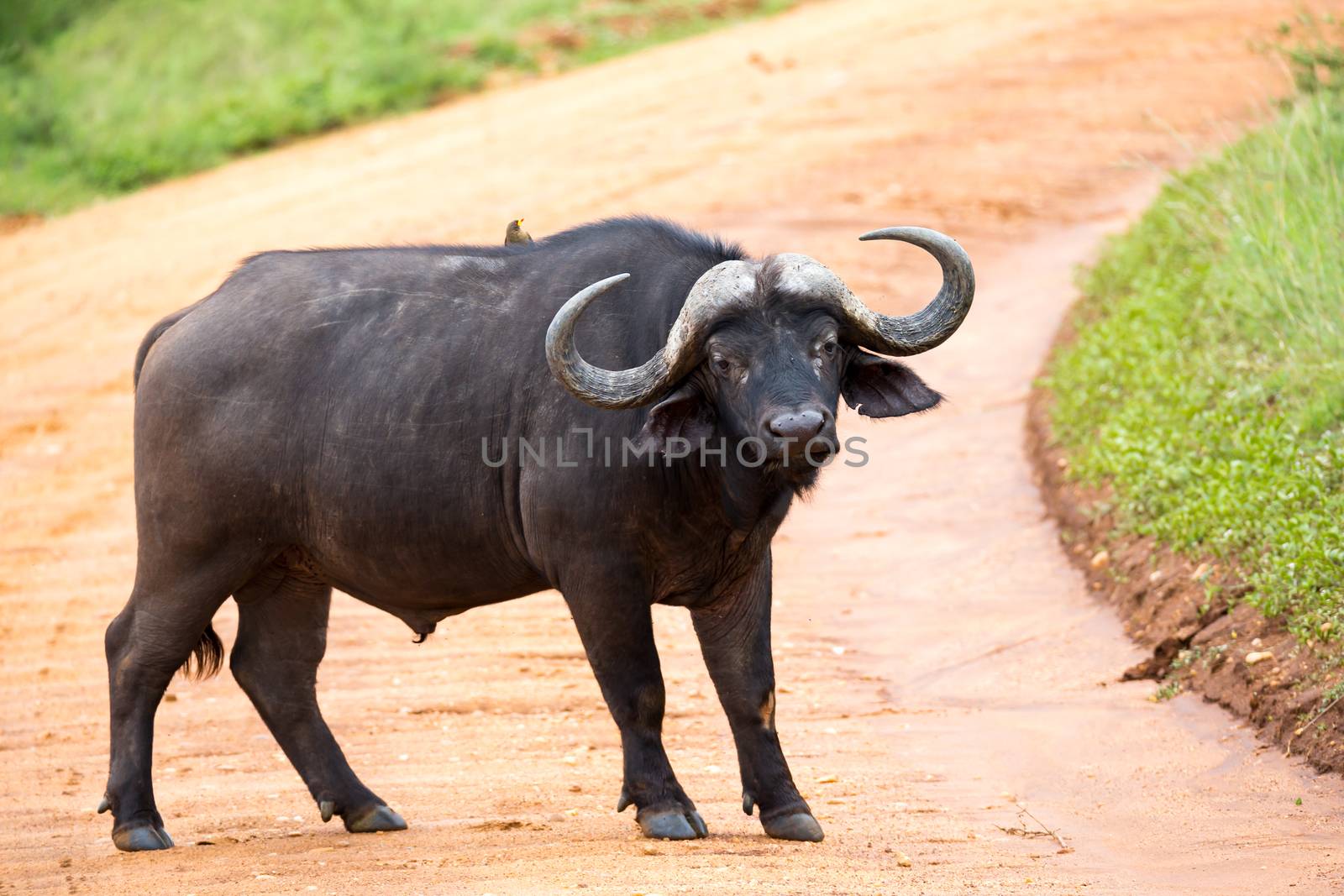 One big buffalo stands on a path in the savannah