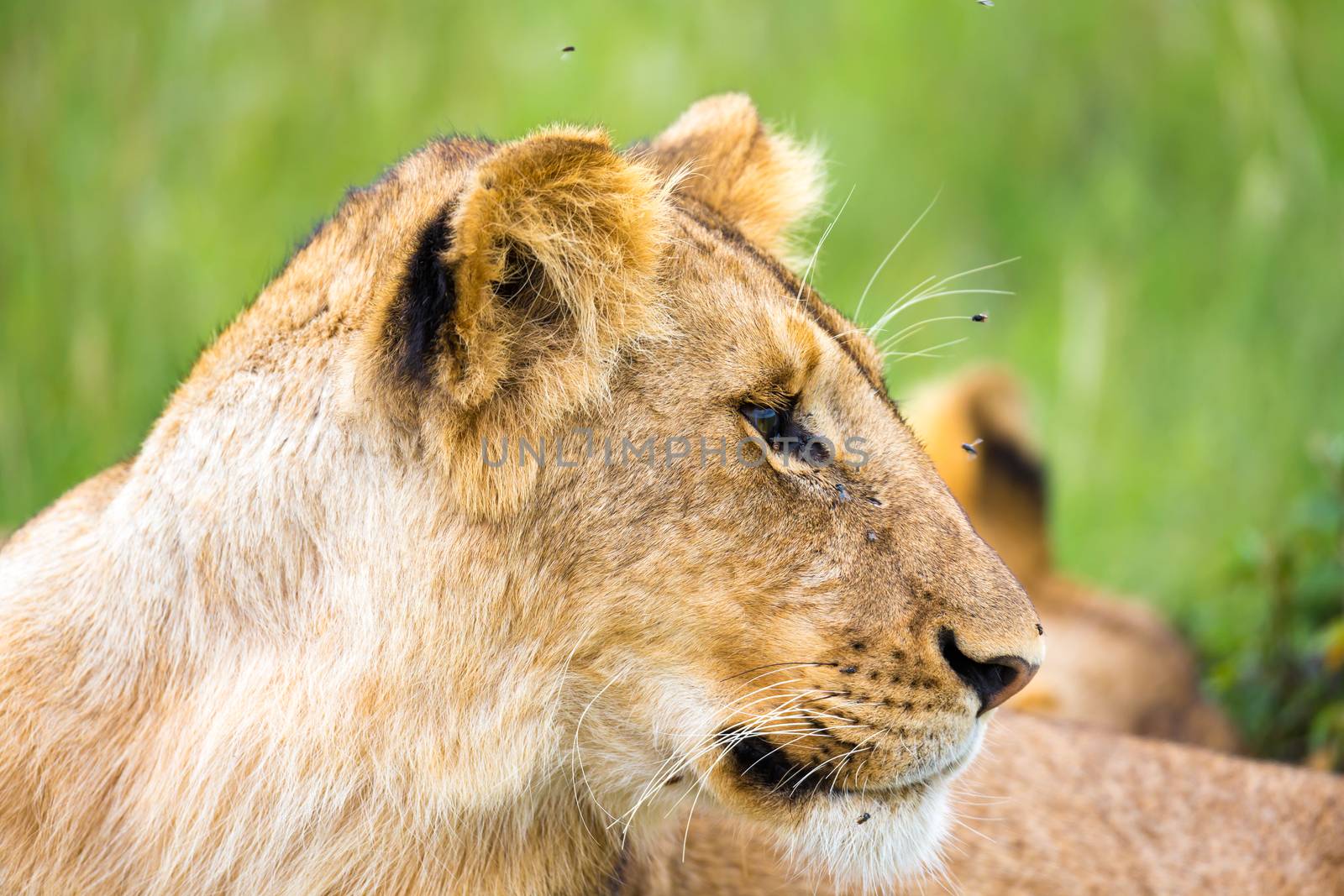 One young lion in close-up, the face of a nearly sleeping lion