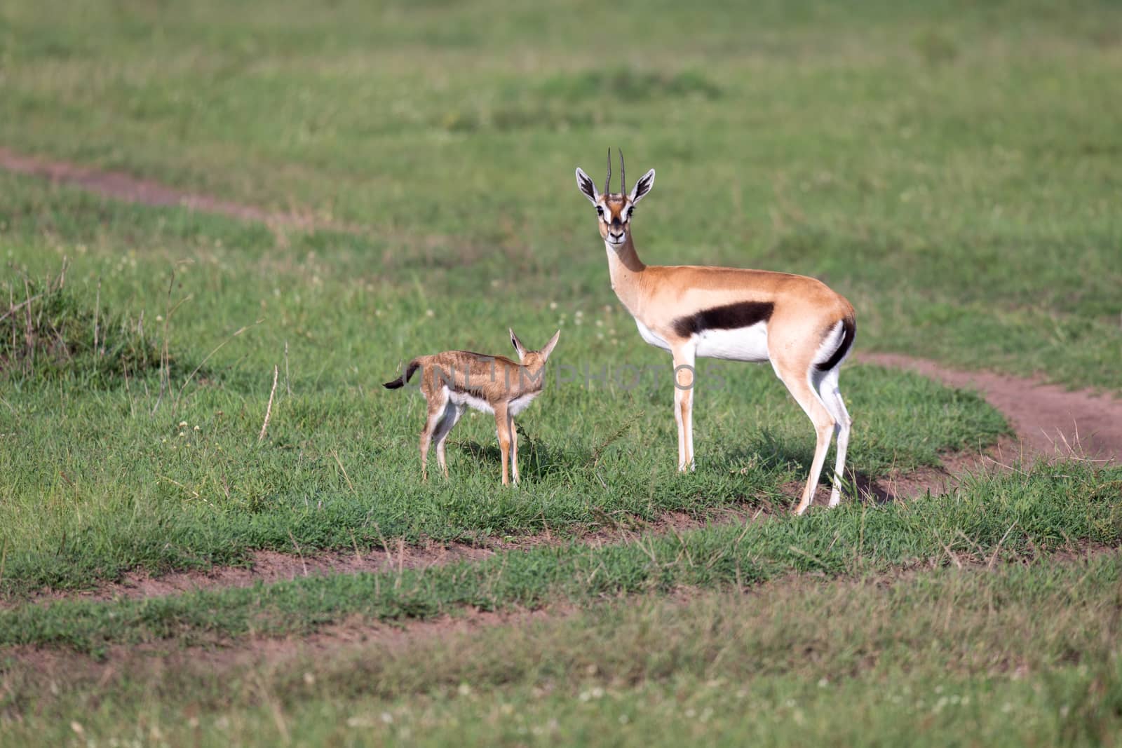 One Thomson's gazelle with her offspring in the savanna