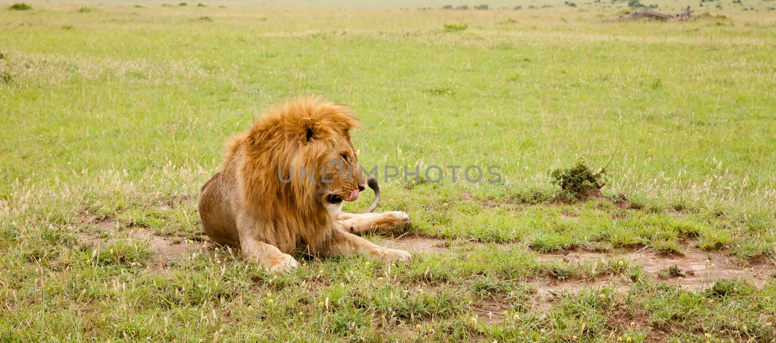 A big lion resting in the grass in the meadow