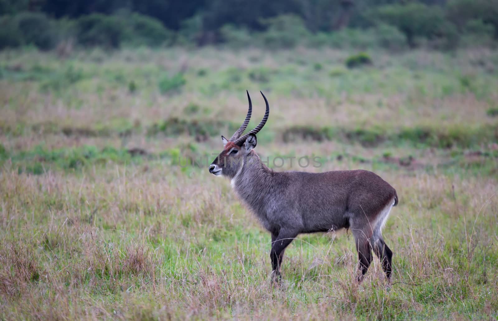The waterbuck walks through the grassland of the Kenyan savannah