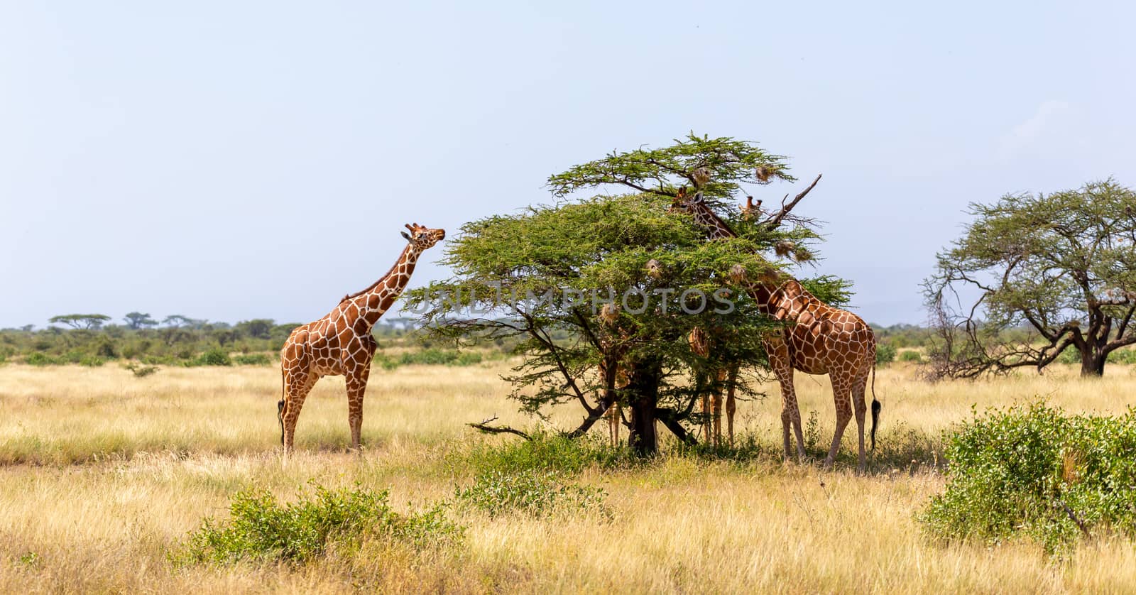 The Somalia giraffes eat the leaves of acacia trees