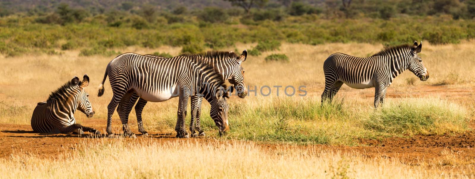 A zebra family is grazing in the savannah of Kenya in Samburu by 25ehaag6