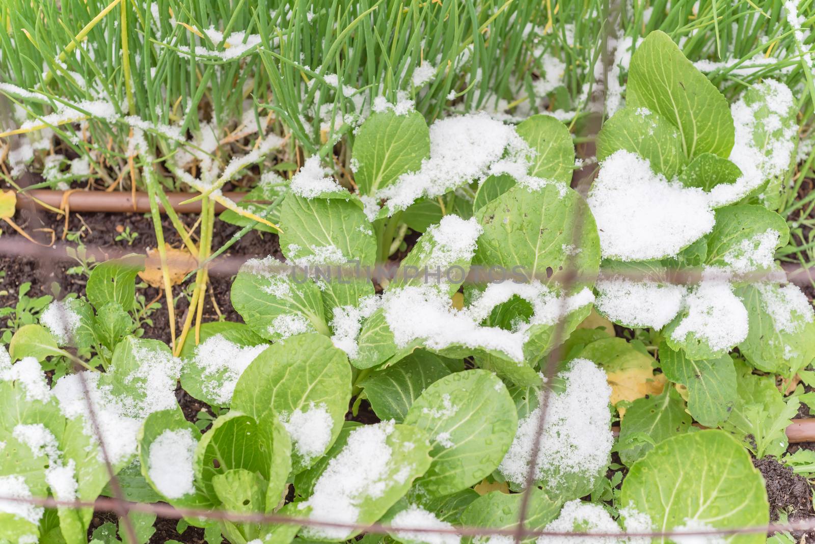 Green onion and bok choy or pak choi, pok choi on raised bed garden in snow covered near Dallas, Texas, America. Chinese cabbage Chinensis varieties heads, green leaf blades