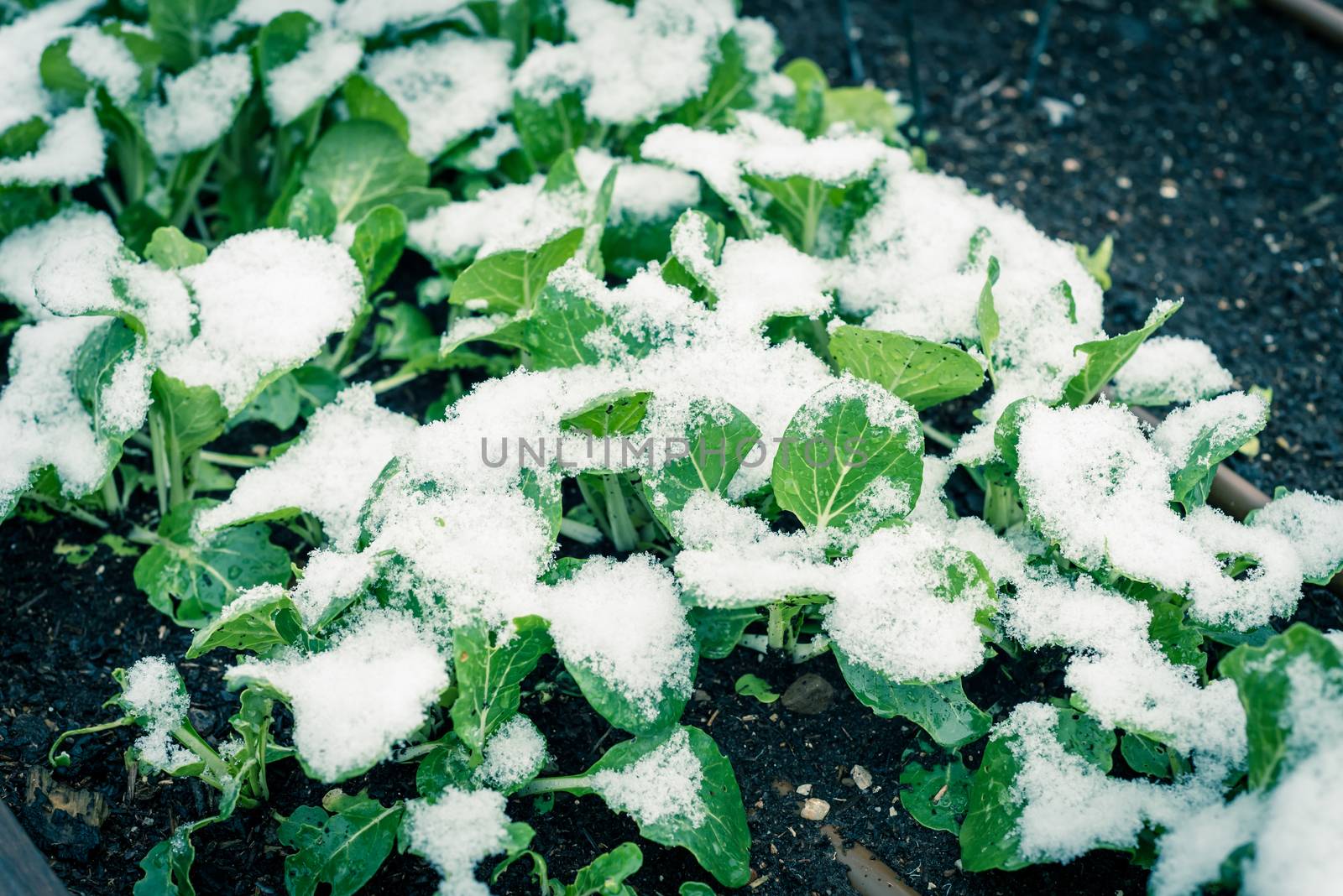 Homegrown Asian bok choy on backyard garden with snow covered in Dallas, Texas, USA by trongnguyen