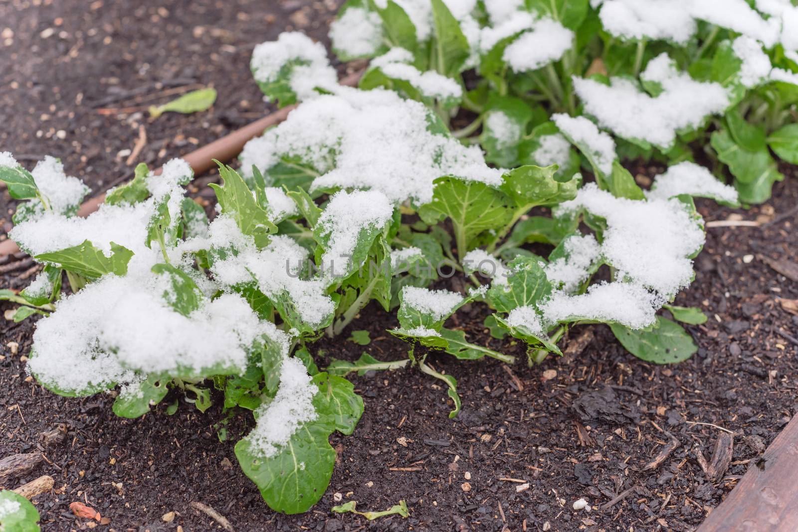 Organic bok choy or pak choi, pok choi on raised bed garden in snow covered near Dallas, Texas, America. Chinese cabbage Chinensis varieties heads, green leaf blades, lighter bulbous bottoms