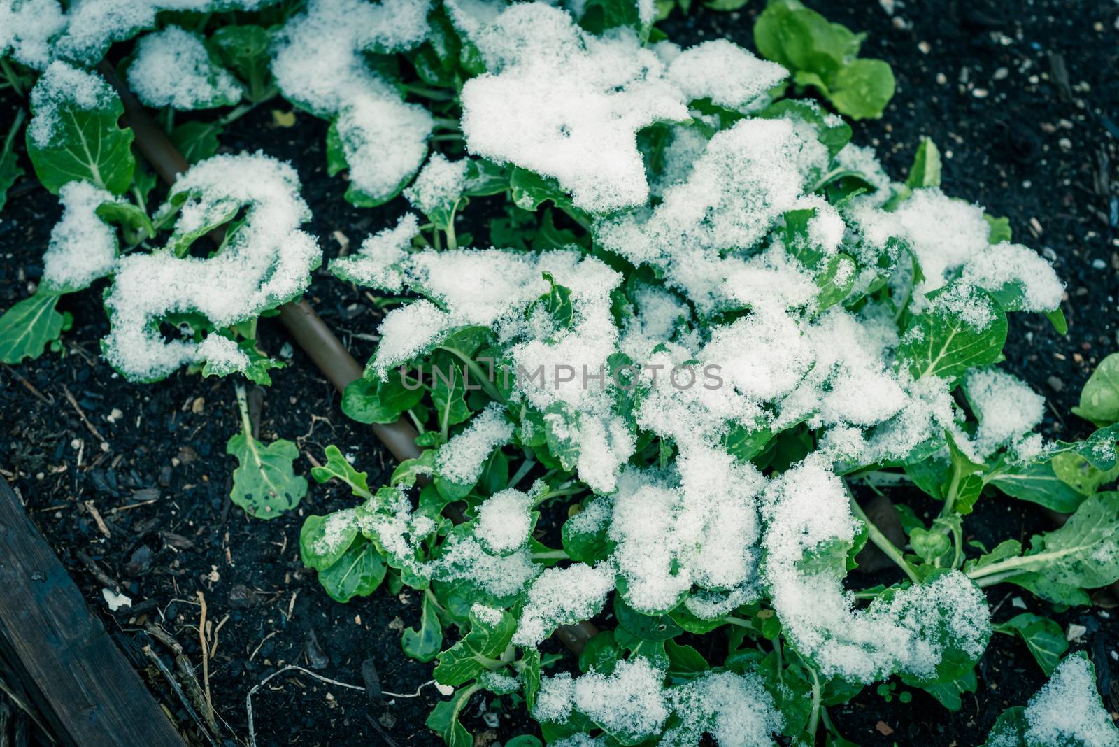 Raised bed garden with irrigation system and Asian bok choy in snow covered near Dallas, Texas, USA by trongnguyen