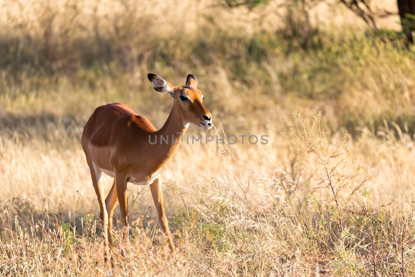The portrait of an Impala antelope in the savannah of Kenya