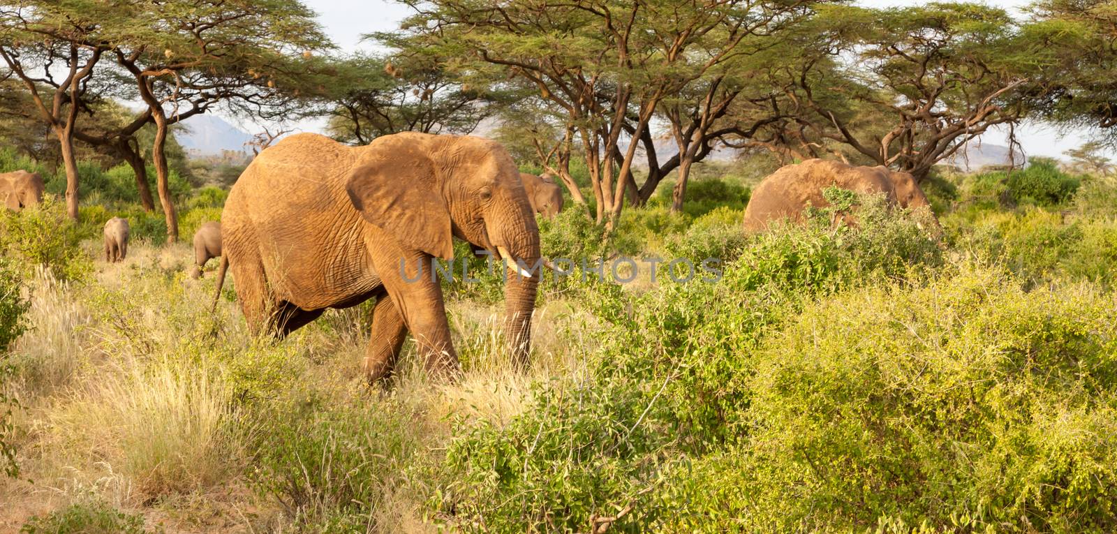 Some elephants walk through the jungle amidst a lot of bushes