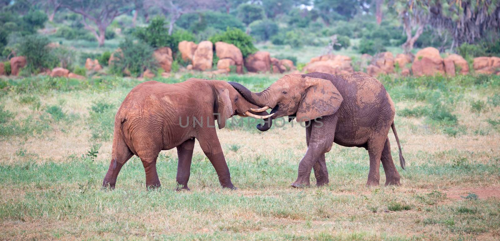 Some big red elephants try to fight each other with the trunks