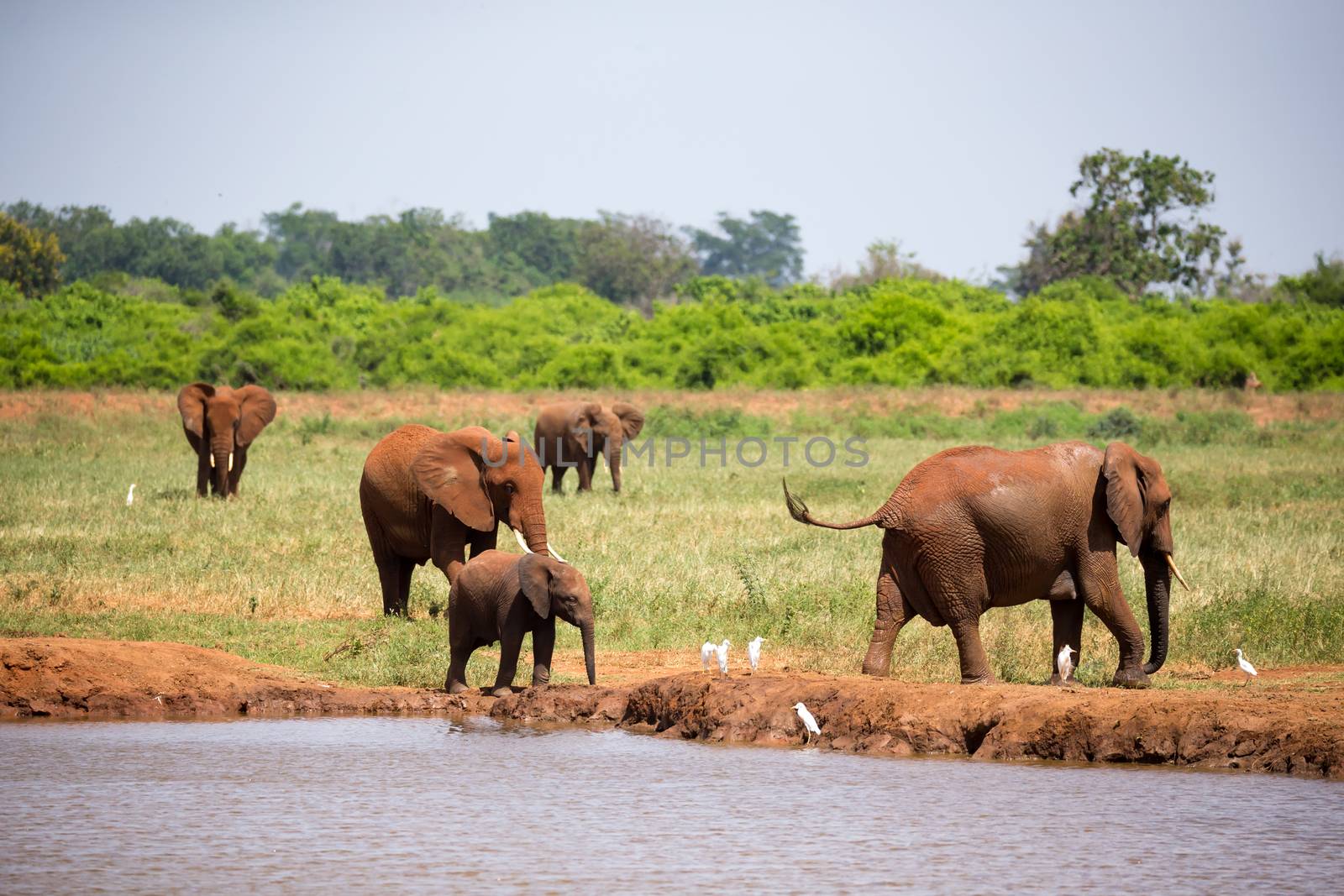 Some red elephants on the waterhole in the savannah of Kenya