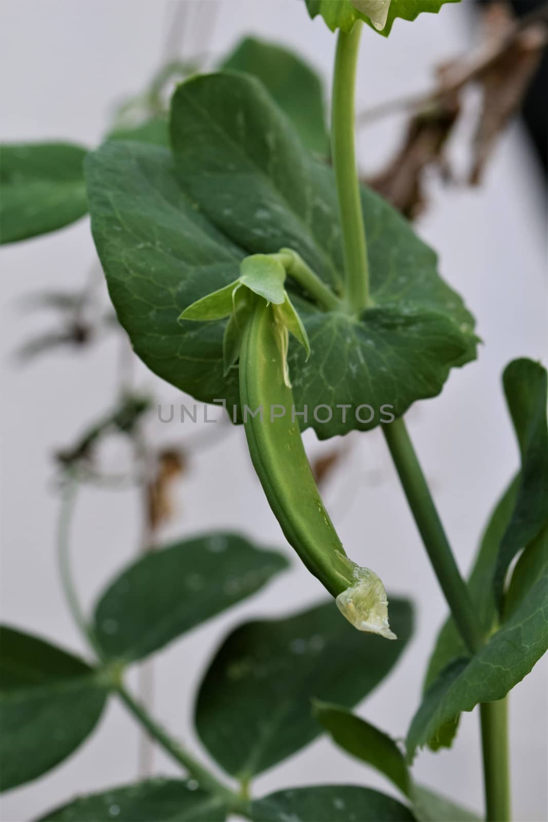 Green peas pod against a white background by Luise123