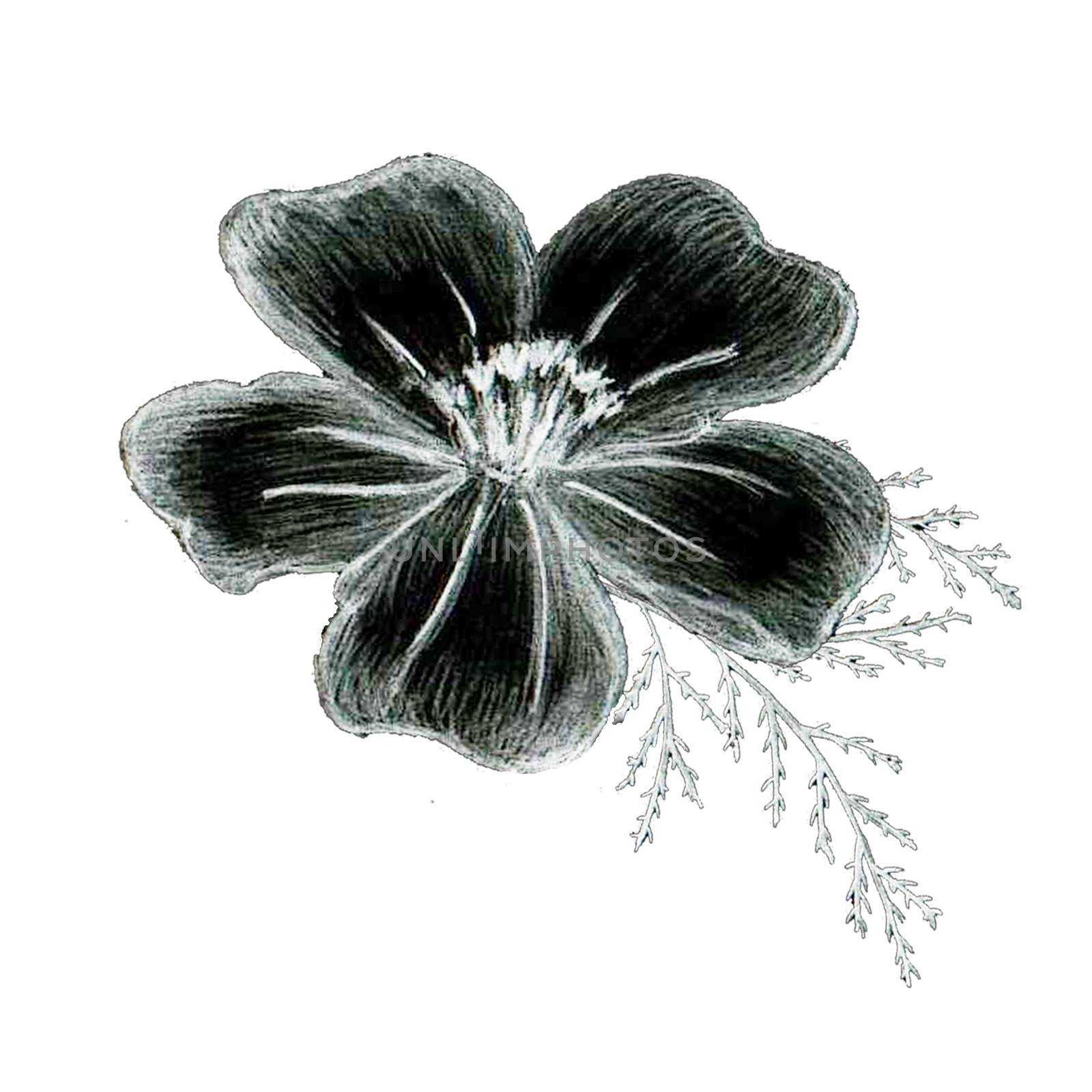 Black and White Hand-Drawn Flower. Thin-leaved Marigolds Sketch. by Rina_Dozornaya