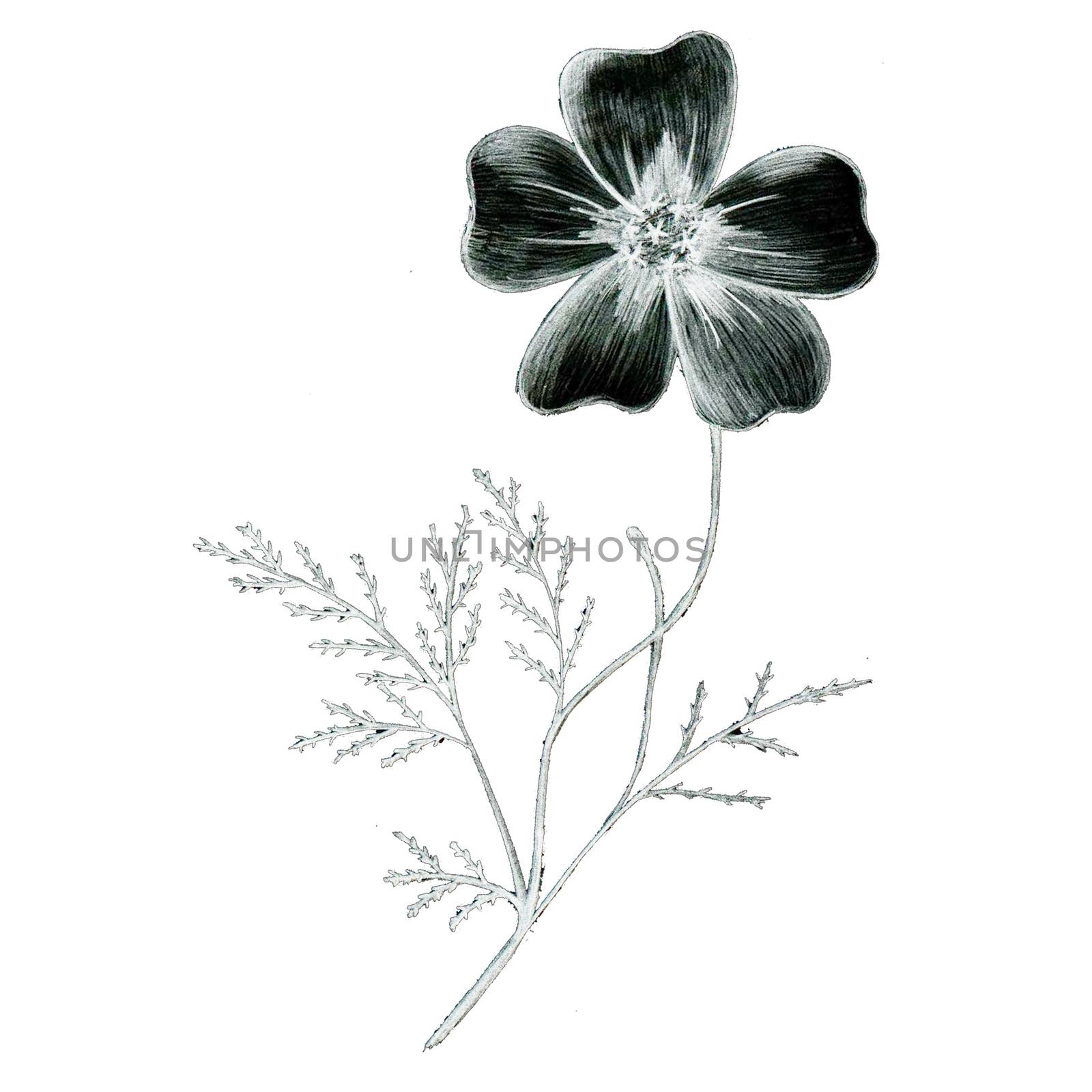 Black and White Hand-Drawn Isolated Flower. Monochrome Botanical Plant Illustration in Sketch Style. Thin-leaved Marigolds for Print, Tattoo, Design, Holiday, Wedding and Birthday Card.