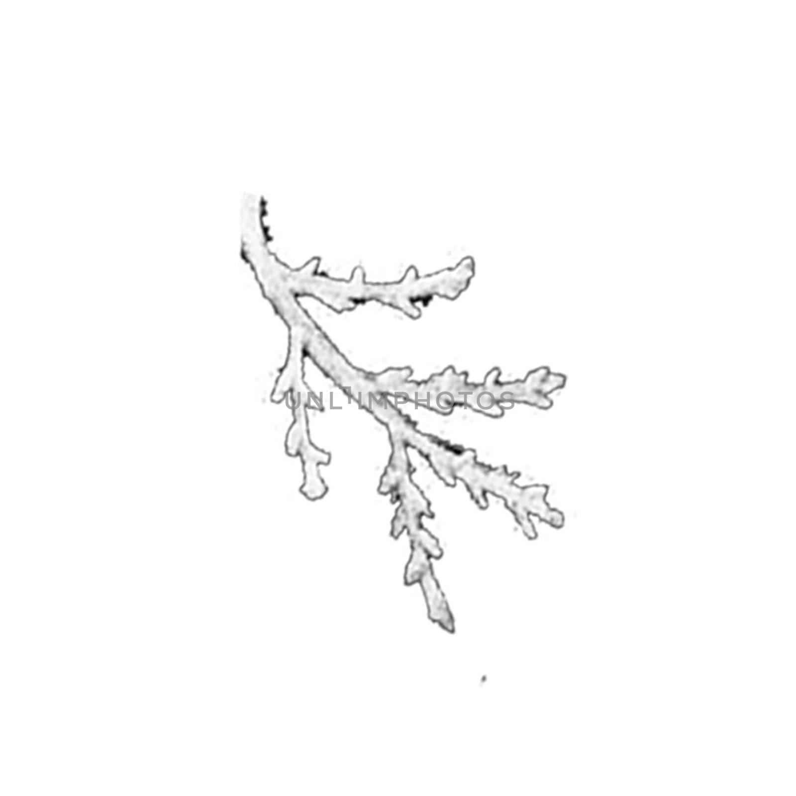 Black and White Hand-Drawn Flower Twig. Thin-leaved Marigolds Sketch. by Rina_Dozornaya