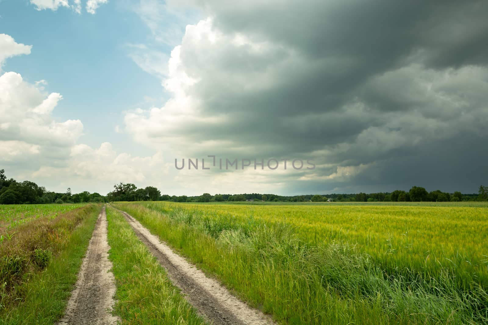 Dark storm clouds and dirt road next to green grain, summer cloudy day