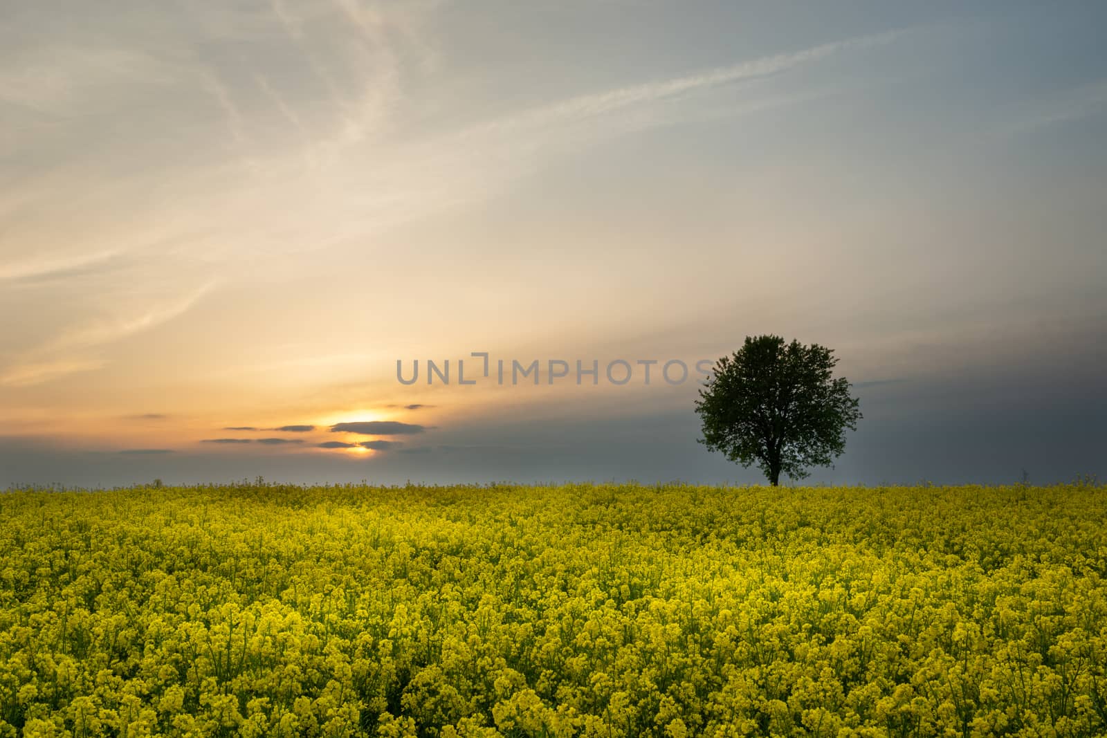 Yellow field of rape and lonely tree, spring evening landscape