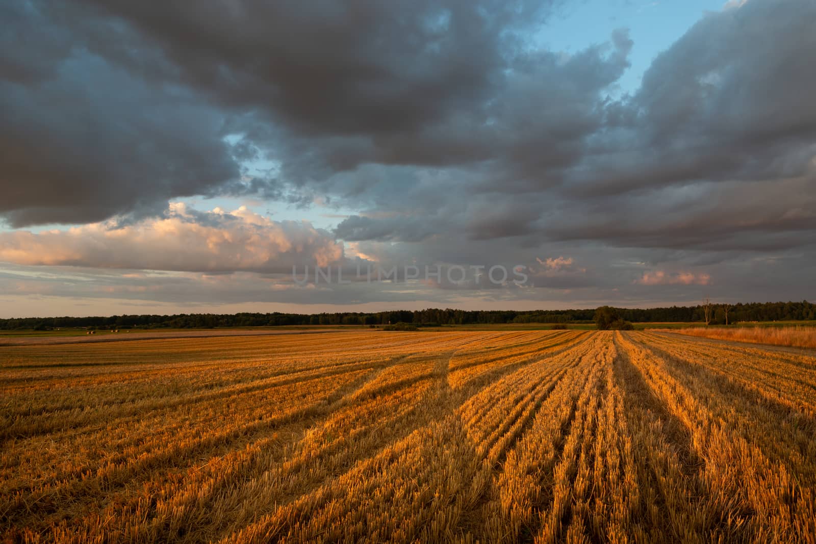 Dark evening clouds over an orange stubble field, sunset view