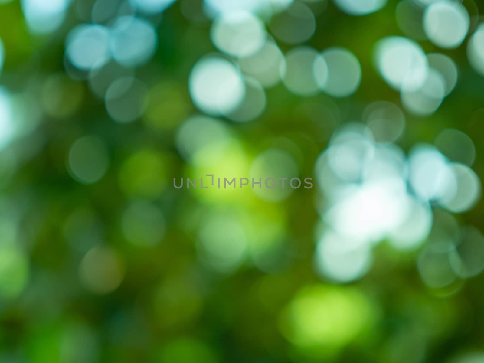 Abstract circular light bokeh background. Green leaves bright co by Unimages2527