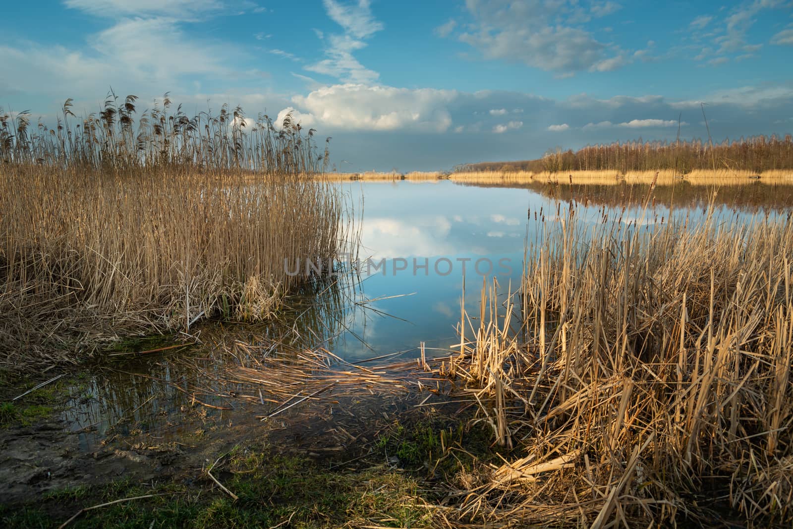 Reeds on the shore of a calm lake and a cloud on the blue sky