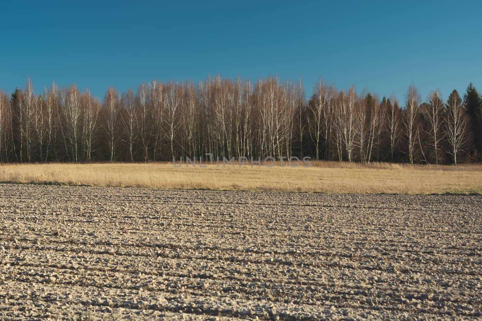 Ploughed field, brown forest and blue sky, view in sunny day