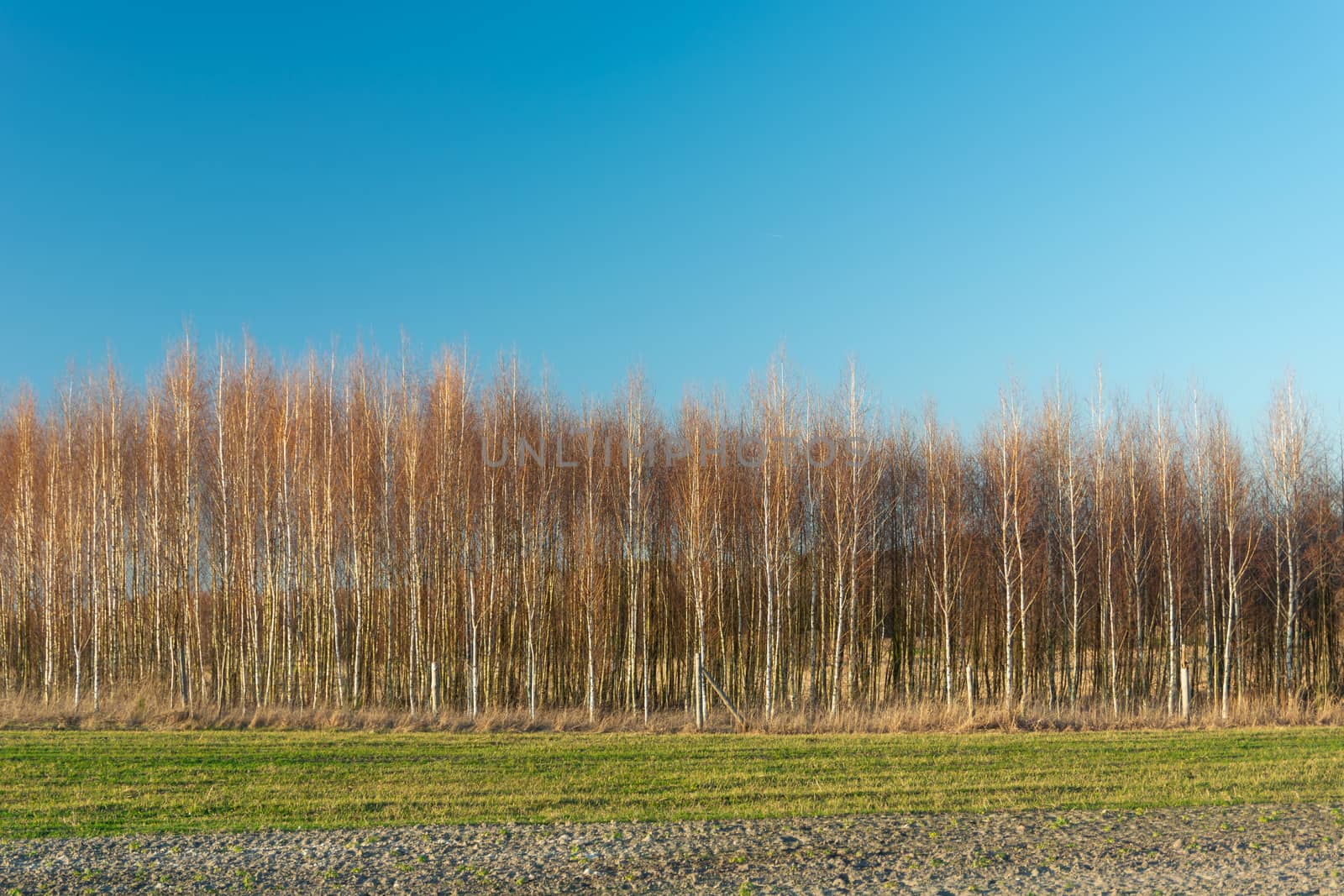 Green field, forest without leaves and blue sky, sunny spring day