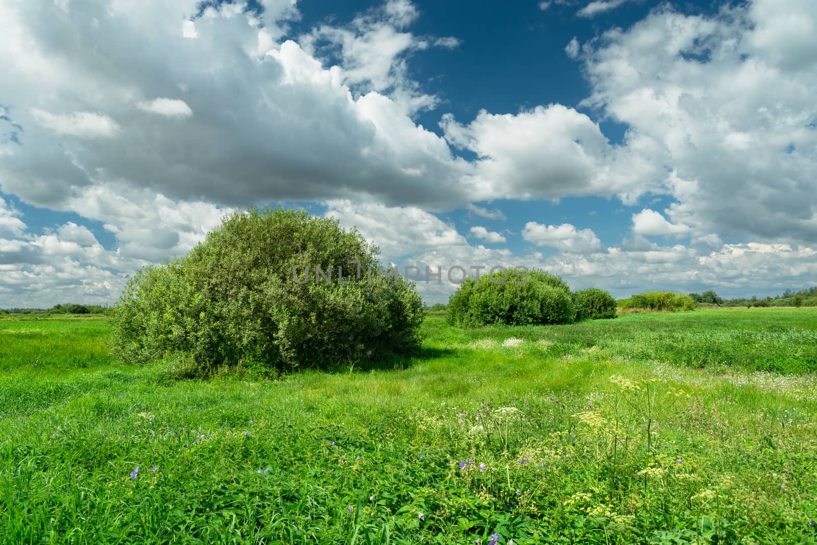 Bushes on a green meadow, white clouds on blue sky, summer sunny day