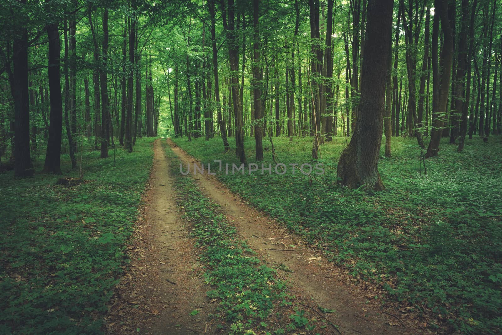 Ground road through green leafy forest, spring view