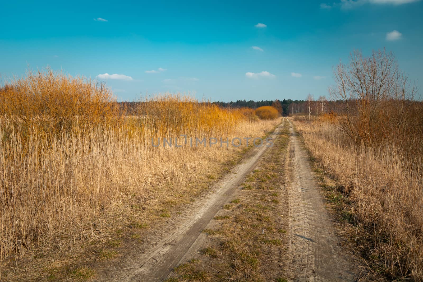 Dirt road and high dry grass and blue sky by darekb22