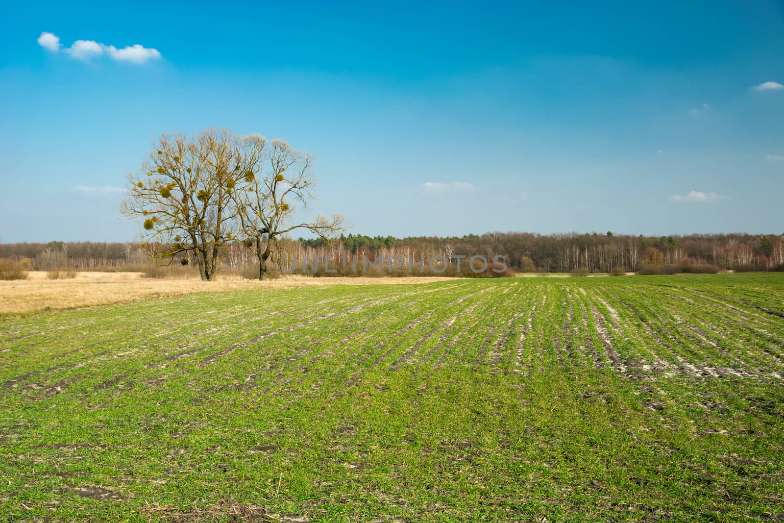 Green field, large trees and blue sky, spring view