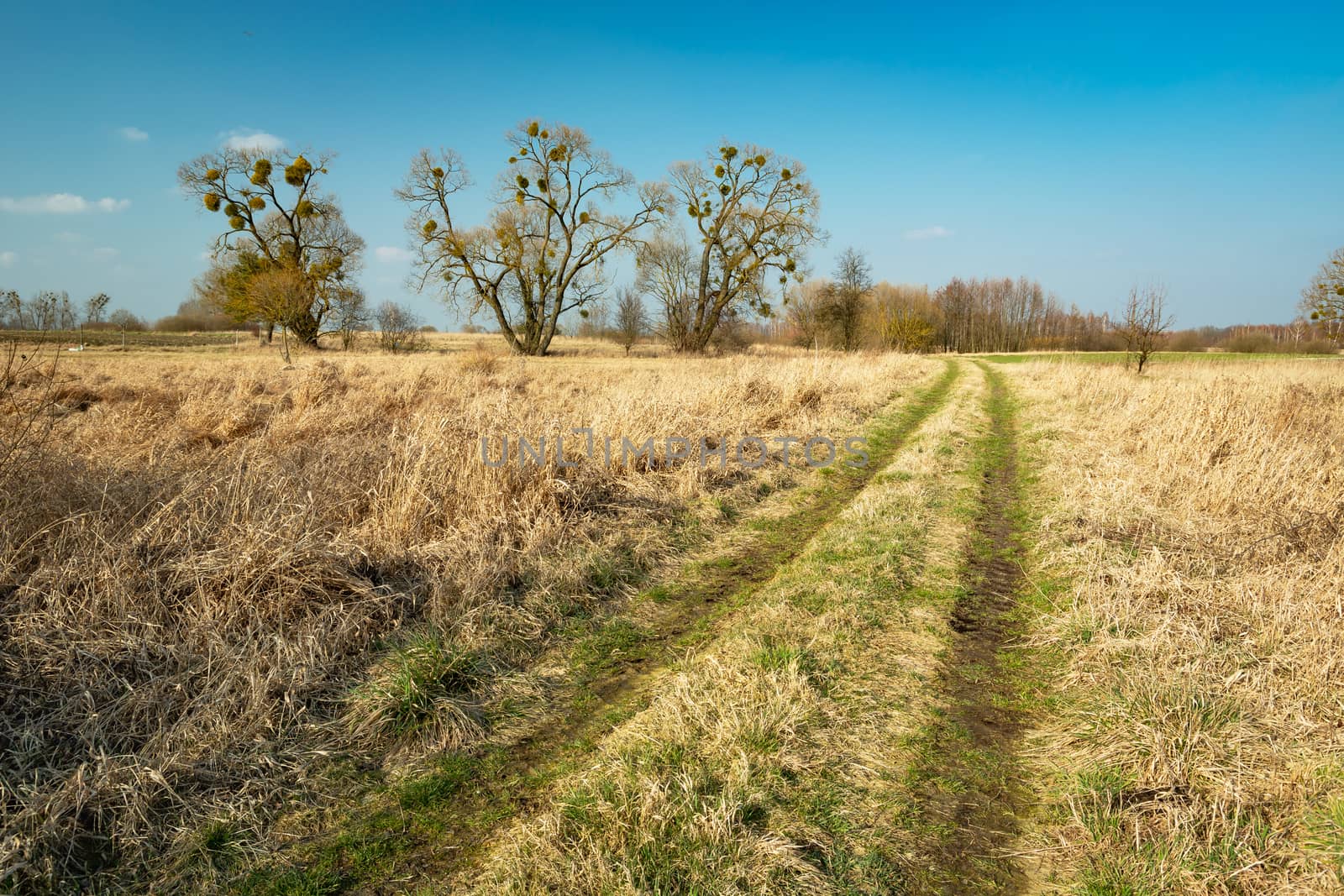 Dirt road through dry meadows, large trees and blue sky, sunny spring day