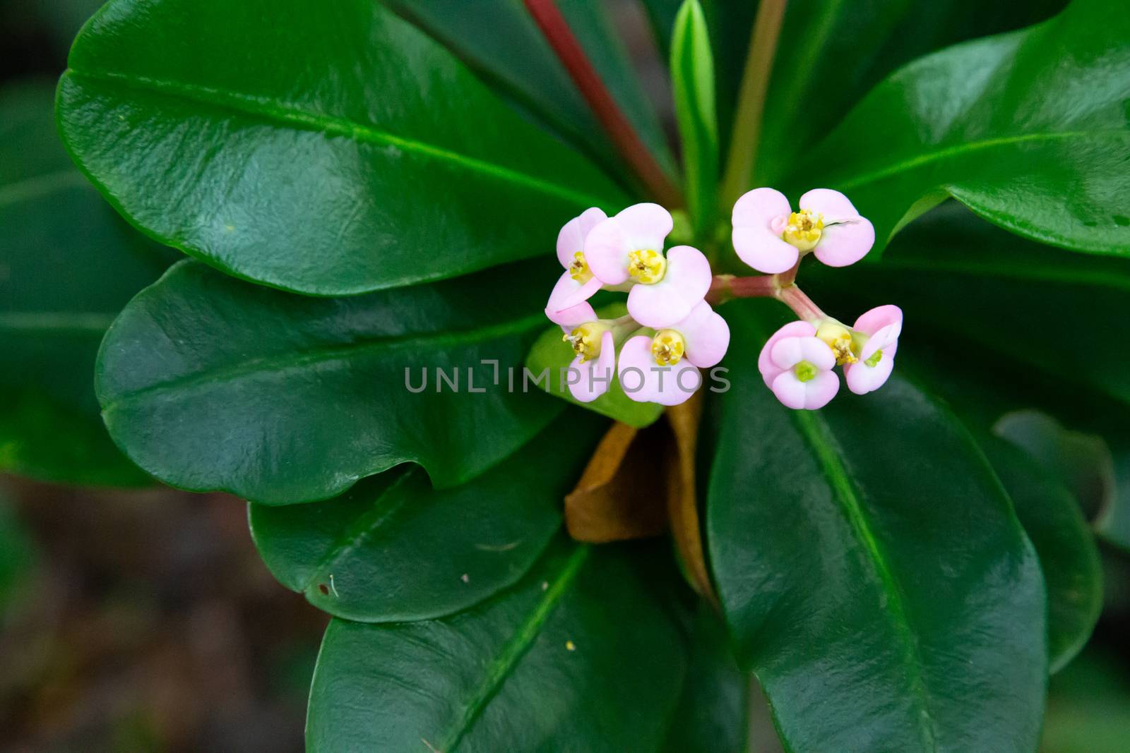 The Colorful plants and flowers in close-up on the island of Madagascar