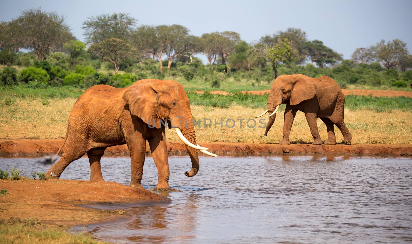 The family of red elephants at a water hole in the middle of the savannah