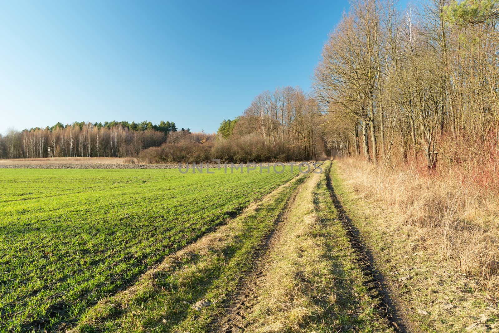 Rural road by the forest, green field and blue sky, sunny spring day