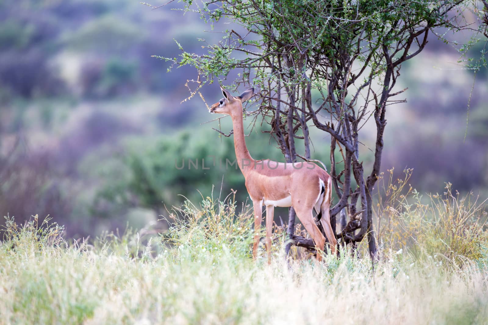 Some native antelopes in the grassland of the Kenyan savannah